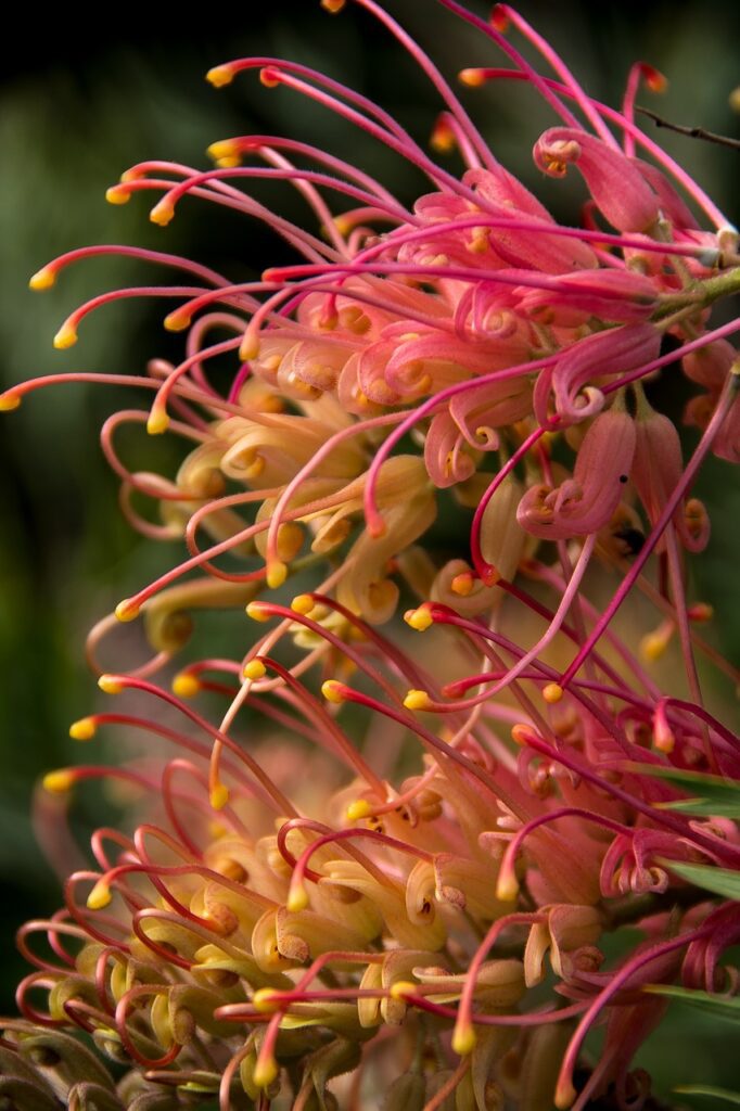 grevillea, flower wallpaper, nature-4093042.jpg