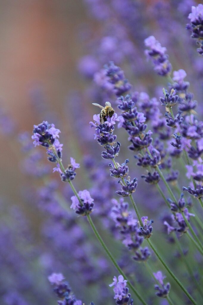 lavender, beautiful flowers, purple flowers-7272255.jpg